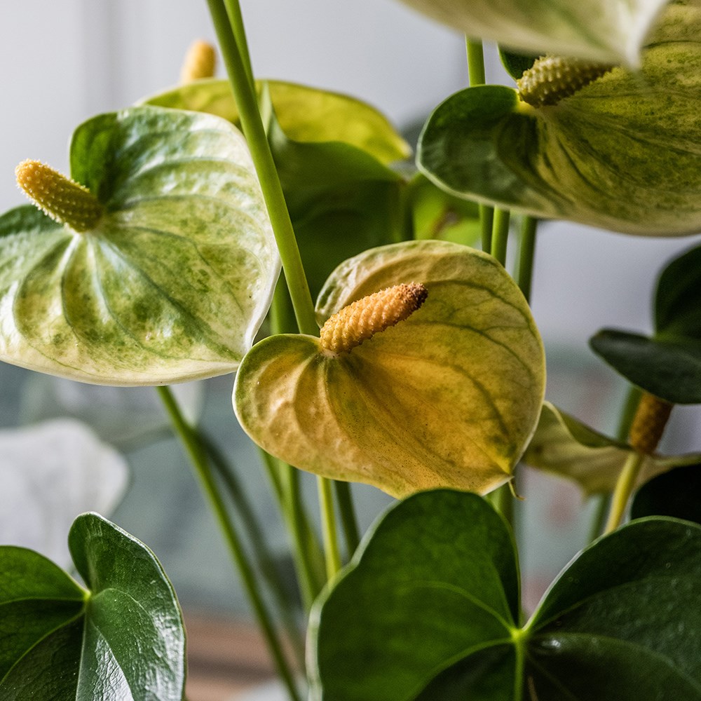 <i>Anthurium</i> <b class=small-caps>Vanilla Champion</b>