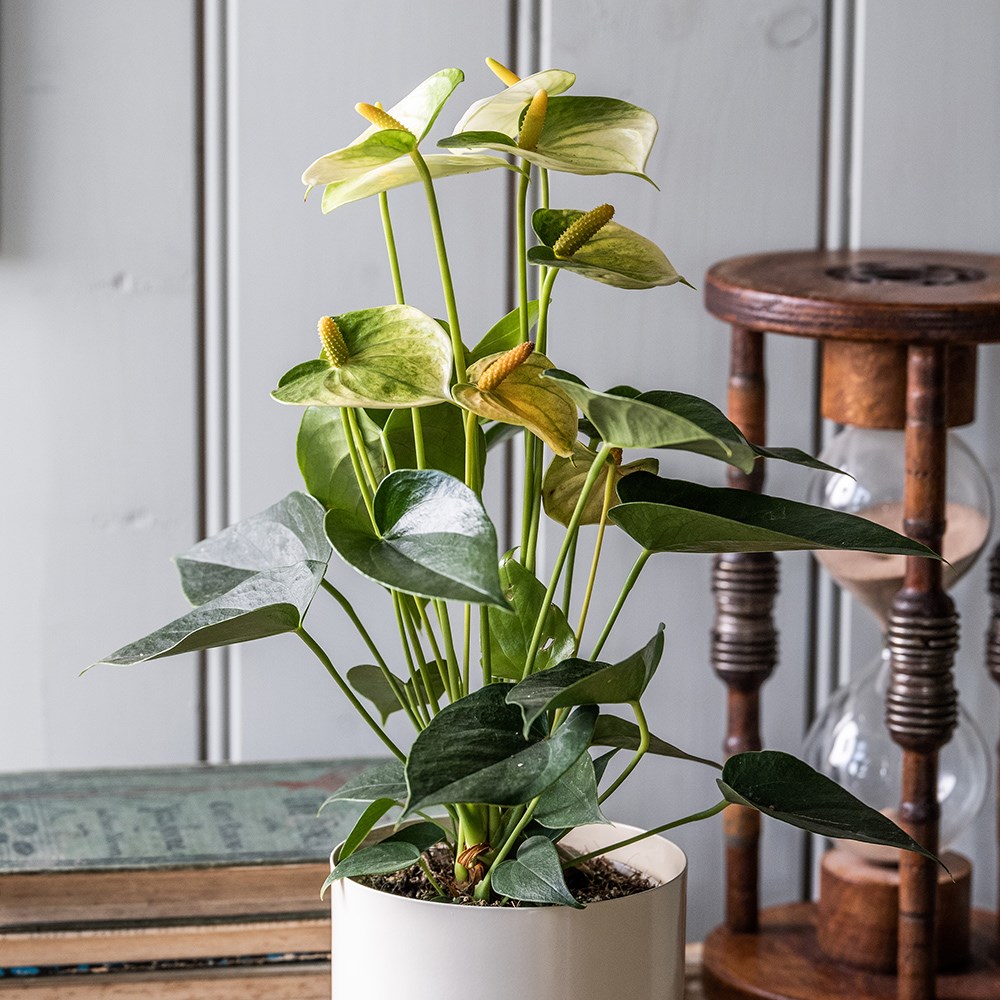 <i>Anthurium</i> <b class=small-caps>Vanilla Champion</b>
