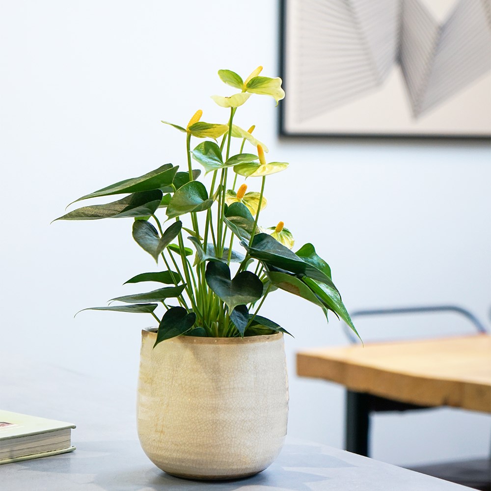 <i>Anthurium</i> <b class=small-caps>Vanilla Champion</b>