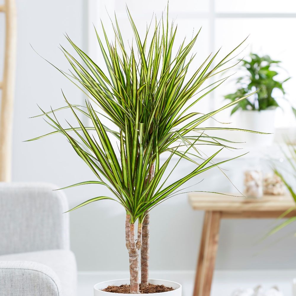 <I>Dracaena marginata</I> 'Sunray' (PBR)