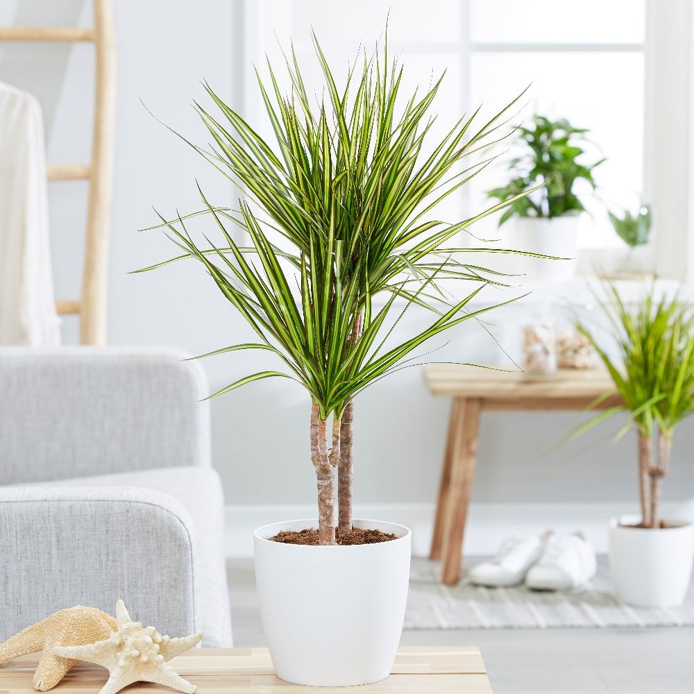 <I>Dracaena marginata</I> 'Sunray' (PBR)