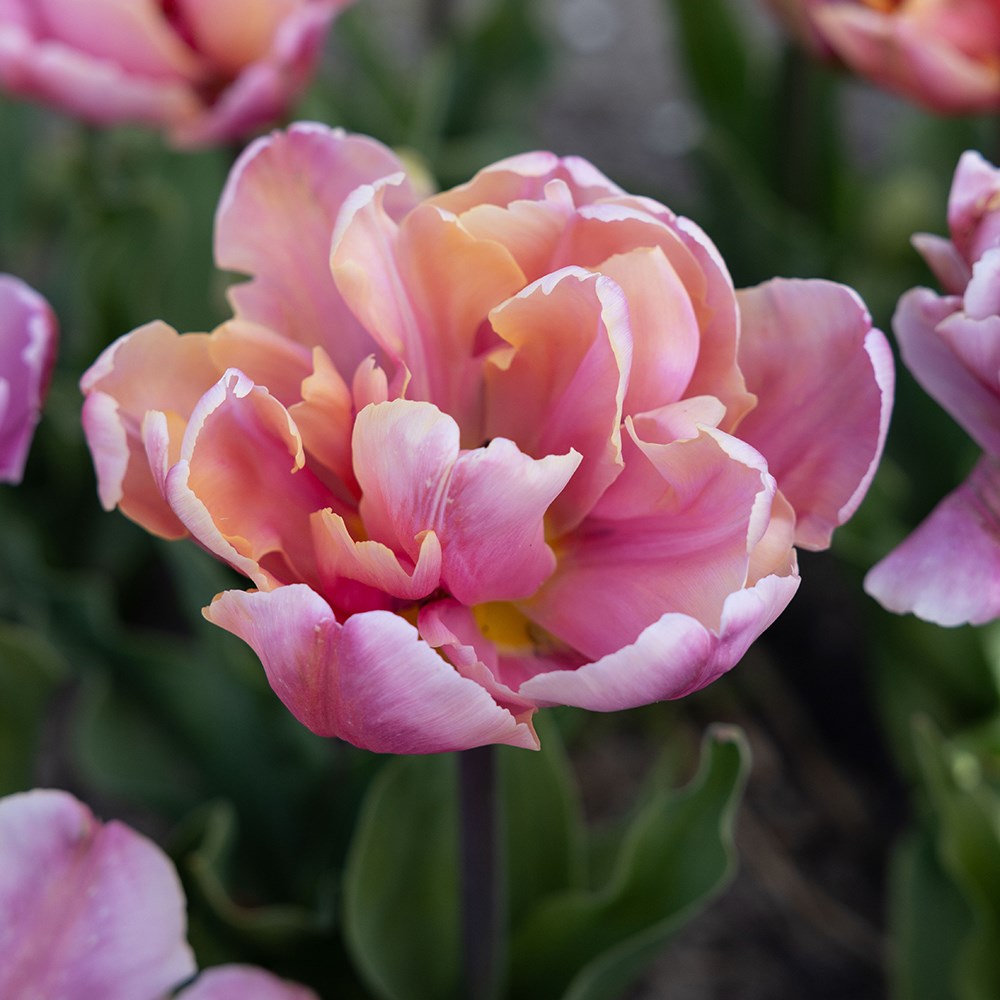 <I>Tulipa</i> 'Pink Star'