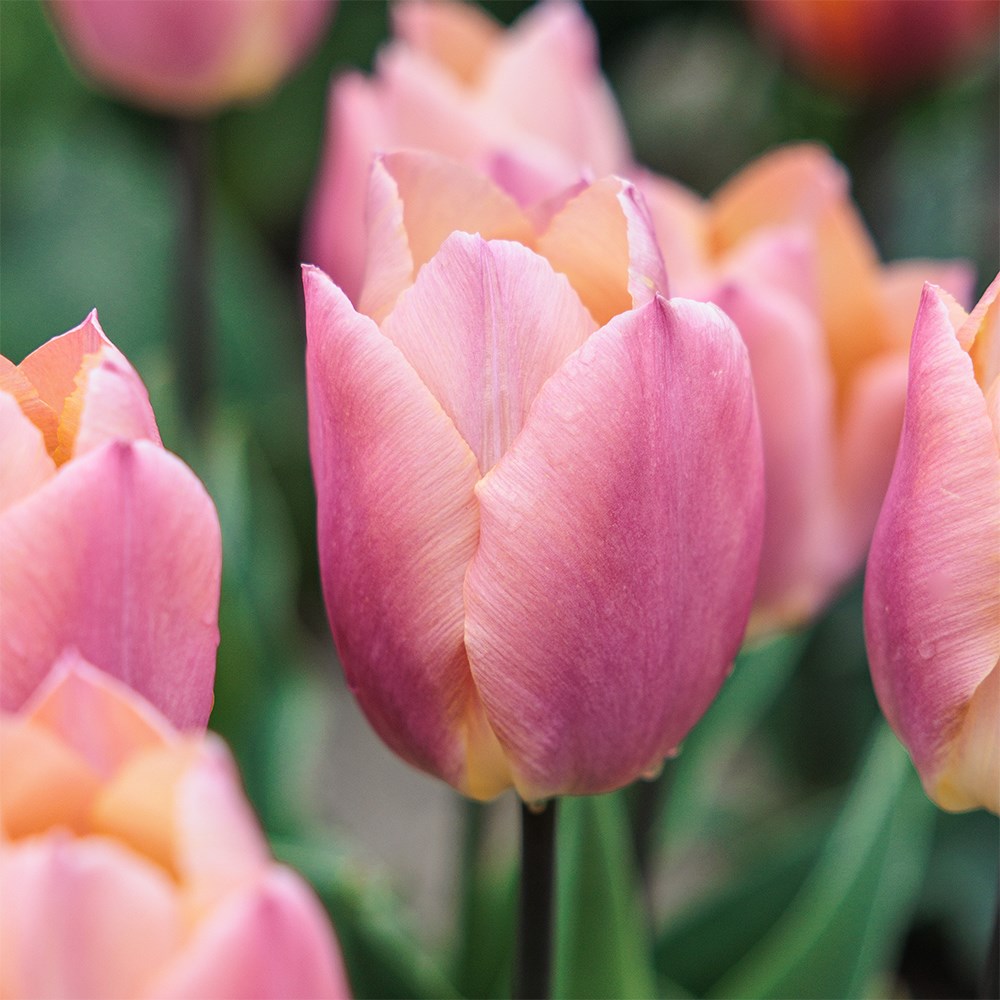 <i>Tulipa</i> 'Salmon Prince'