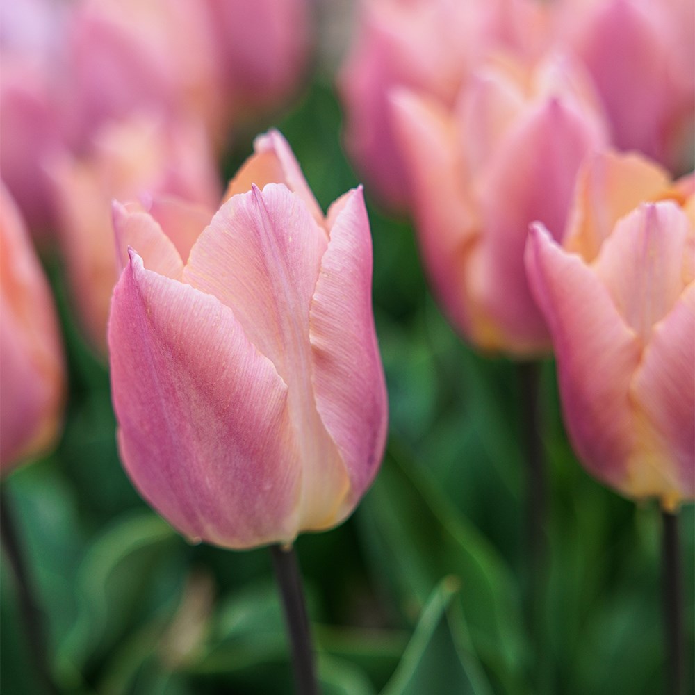 <i>Tulipa</i> 'Salmon Prince'