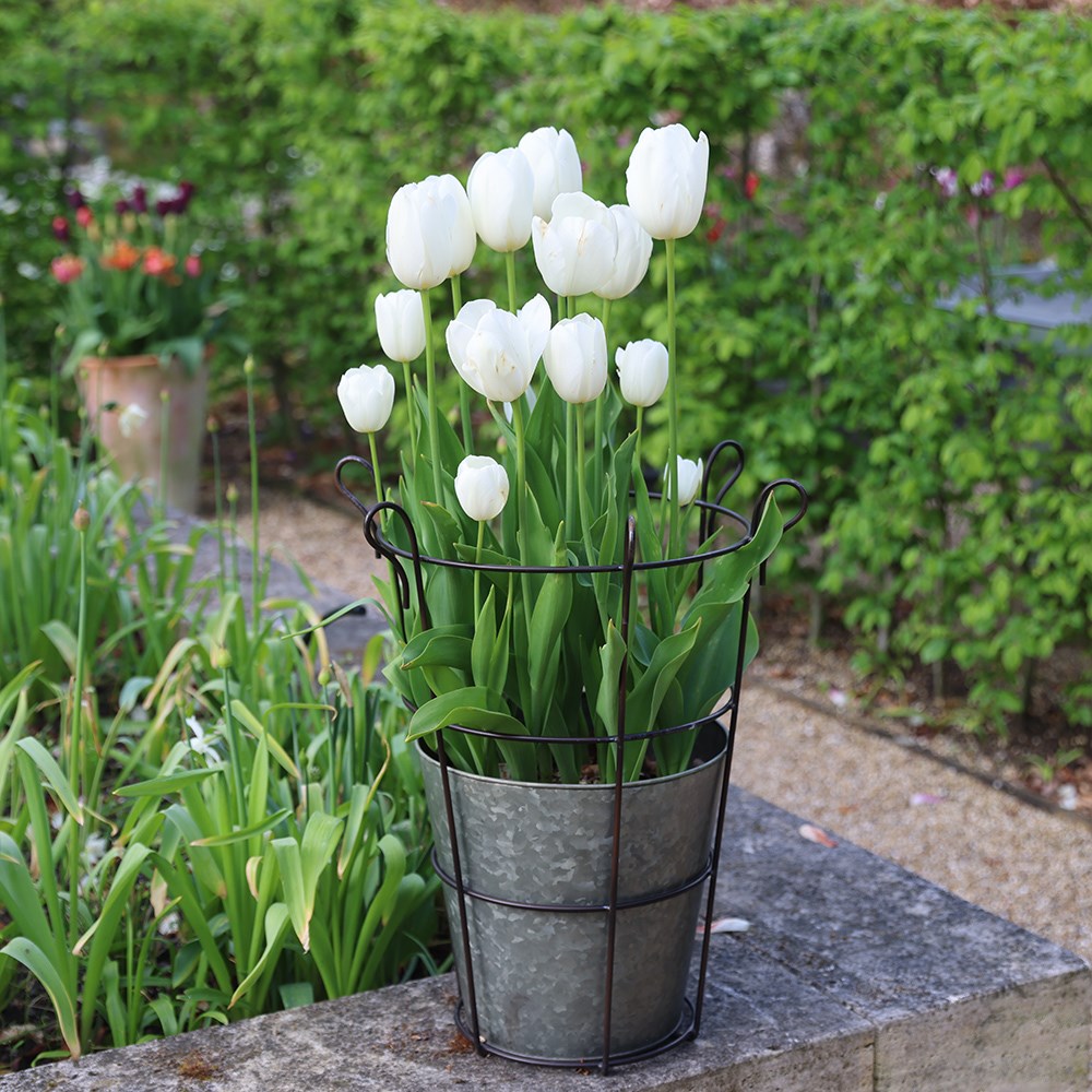 <i>Tulipa</i> 'Françoise'