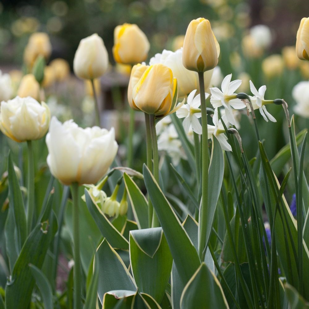 <i>Tulipa</i> 'Françoise'