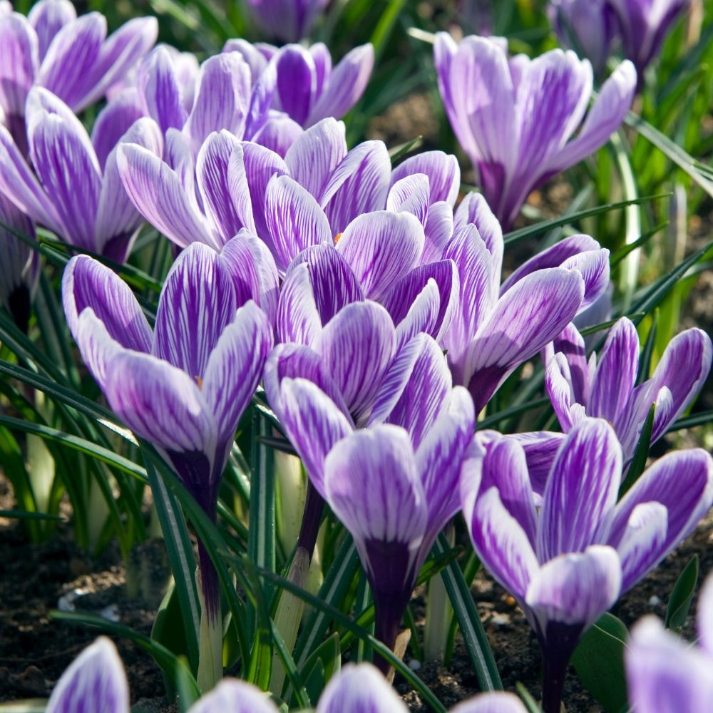 <i>Crocus</i> 'King Of The Striped'