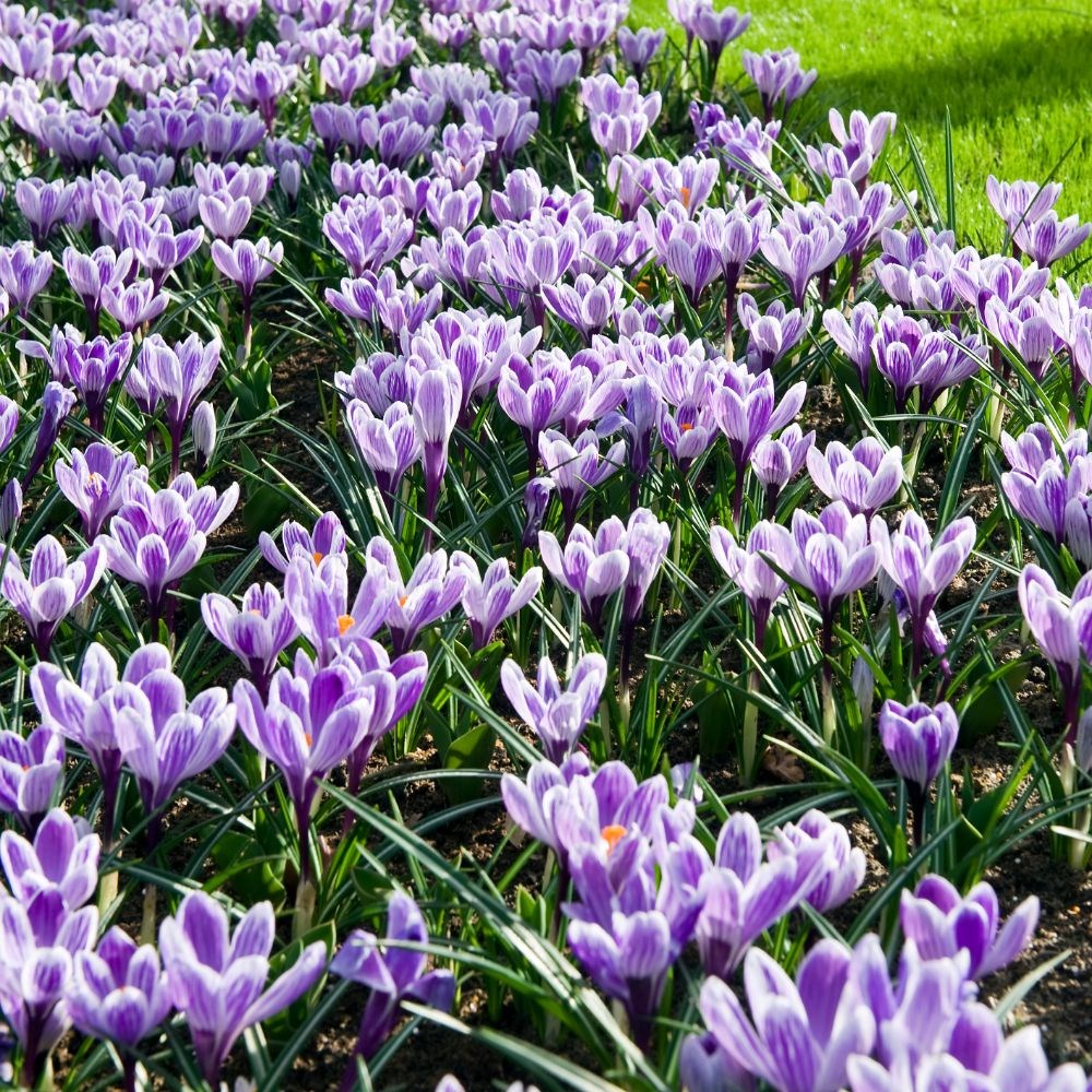 <i>Crocus</i> 'King Of The Striped'