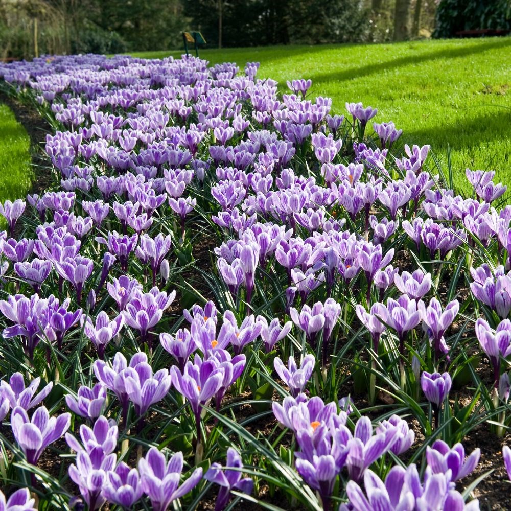 <i>Crocus</i> 'King Of The Striped'