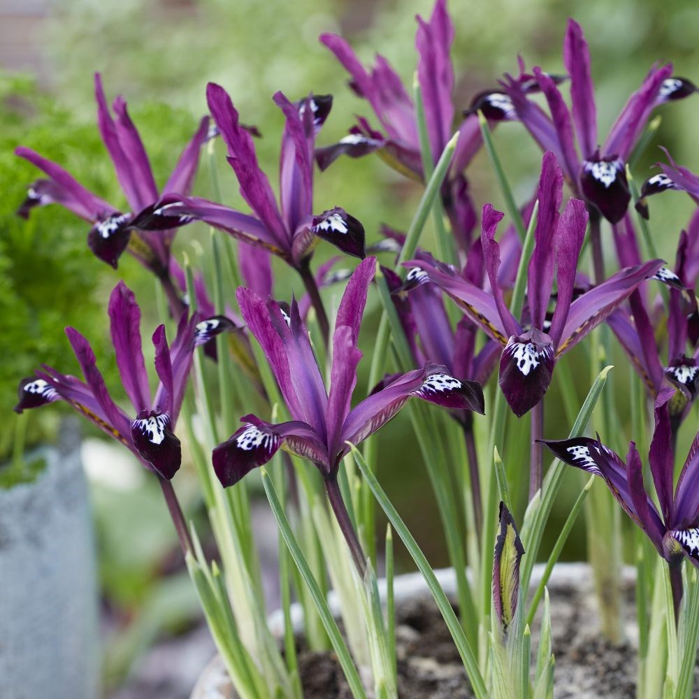 <i>Iris</i> 'Pauline' (Reticulata)