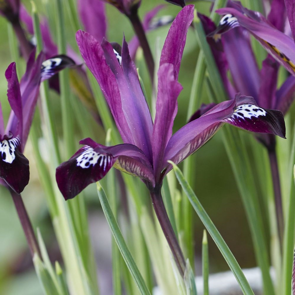 <i>Iris</i> 'Pauline' (Reticulata)