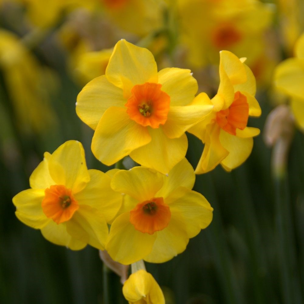 <i>Narcissus</i> 'Martinette'