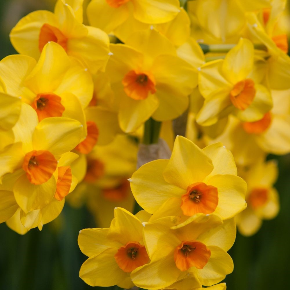 <i>Narcissus</i> 'Martinette'