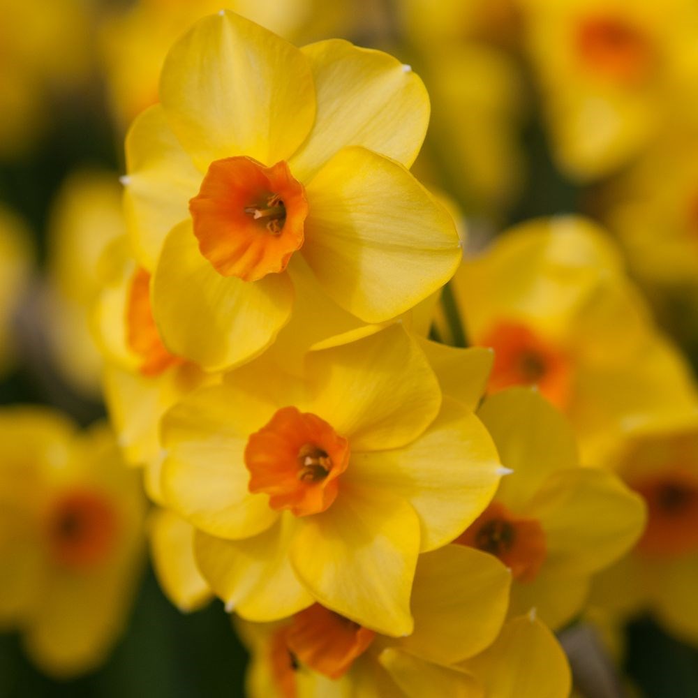 <i>Narcissus</i> 'Martinette'