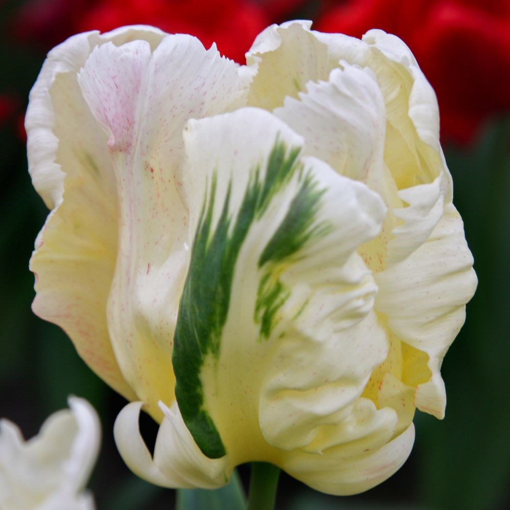 <i>Tulipa</i> 'Libretto Parrot'