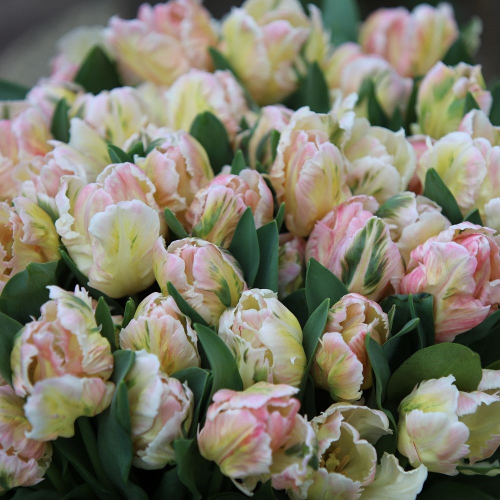 <i>Tulipa</i> 'Libretto Parrot'