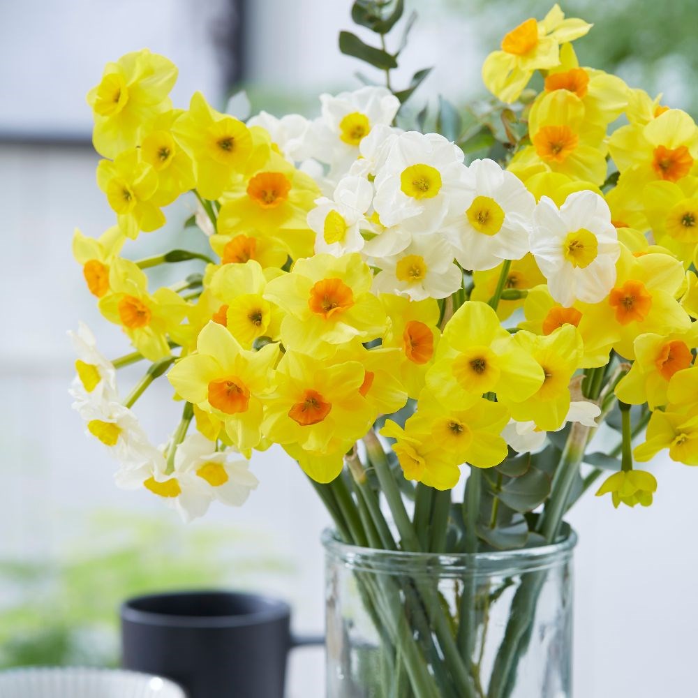 Multi-flowered daffodil collection