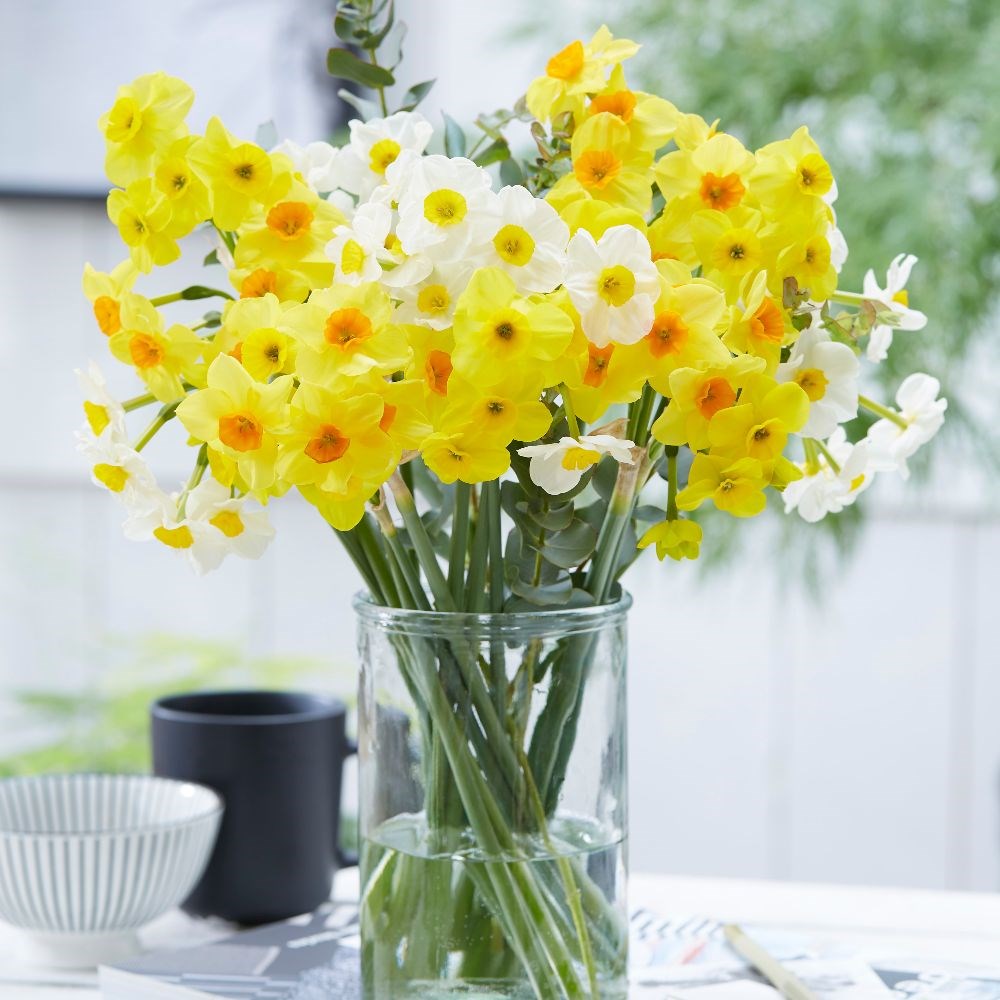 Multi-flowered daffodil collection