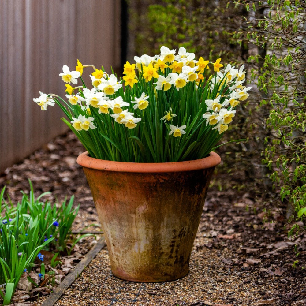 Dainty daffodil collection