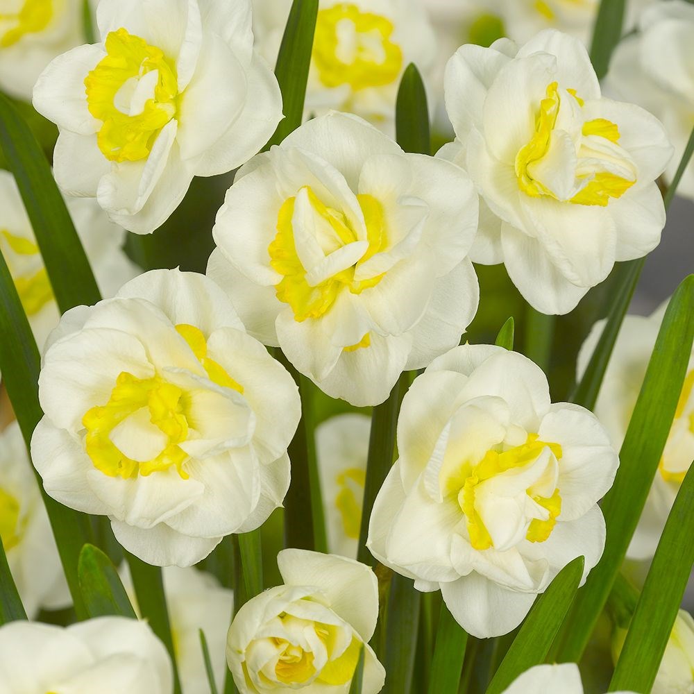 <i>Narcissus</i> 'Salou'