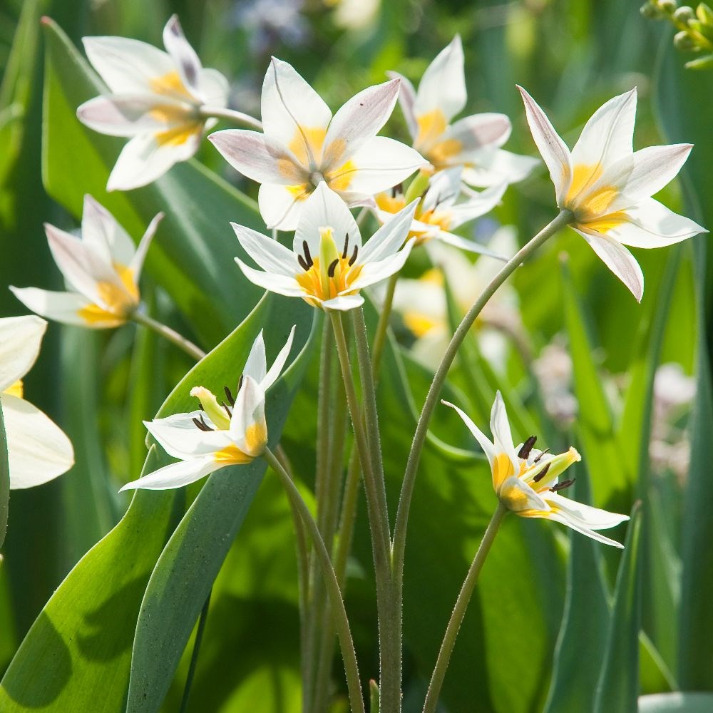 <i>Tulipa turkestanica</i> 