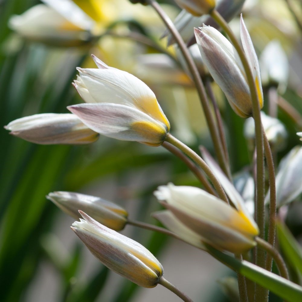 <i>Tulipa turkestanica</i> 