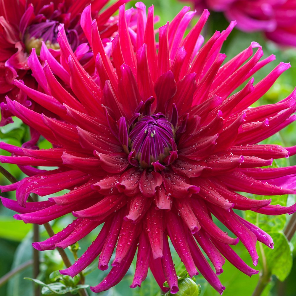 <i>Dahlia</i> 'Orfeo'