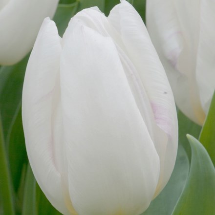 Tulipa White Prince