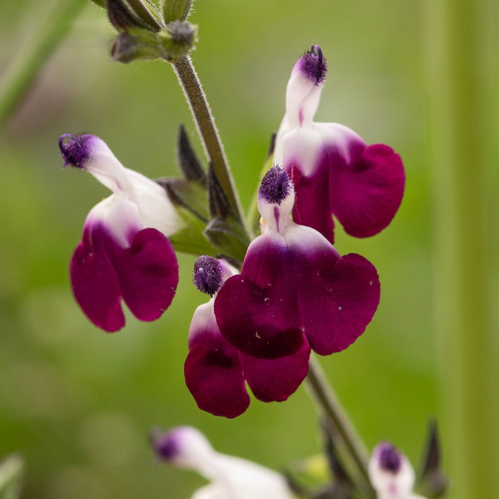 <i>Salvia</i> <b class=small-caps>Amethyst Lips</b> ('Dyspurp') (PBR)