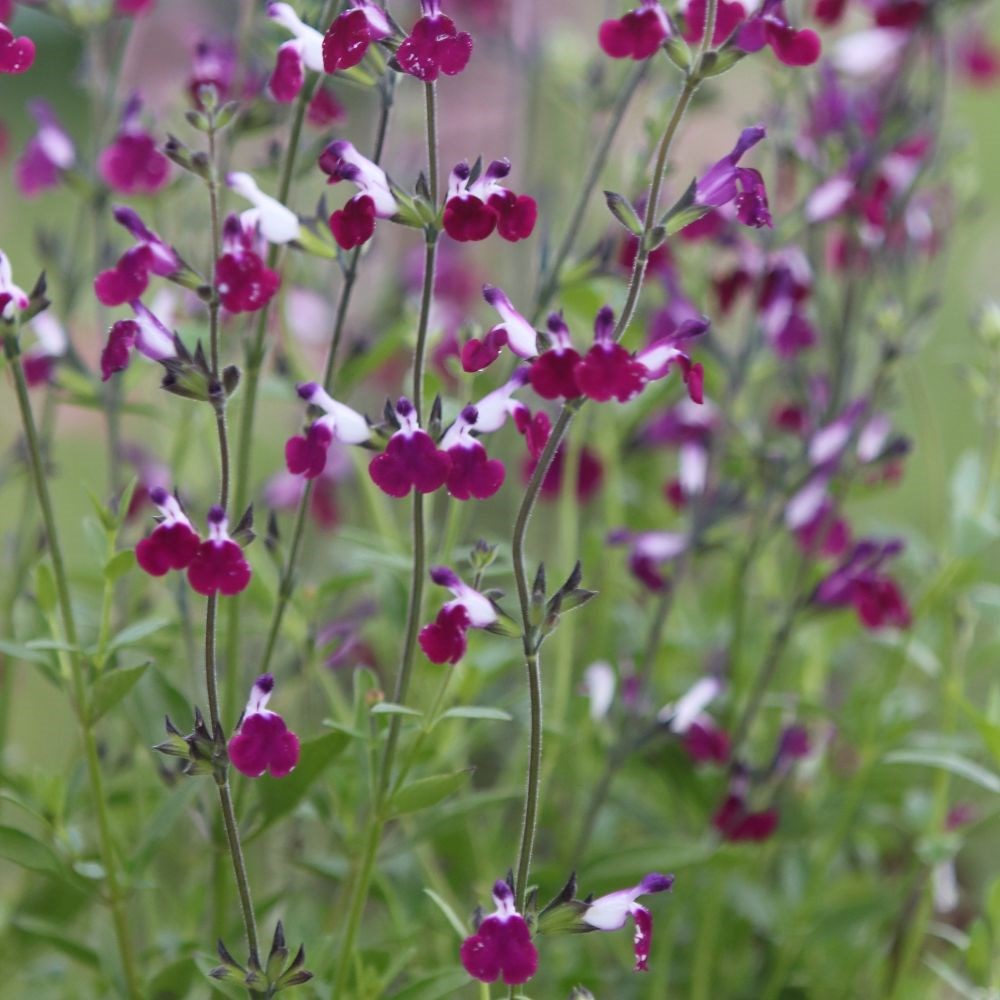 <i>Salvia</i> <b class=small-caps>Amethyst Lips</b> ('Dyspurp') (PBR)