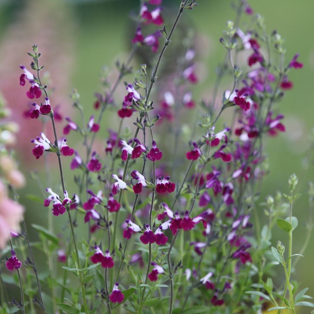 <i>Salvia</i> <b class=small-caps>Amethyst Lips</b> ('Dyspurp') (PBR)