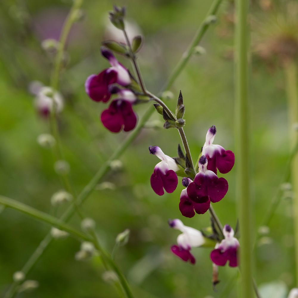 <i>Salvia</i> <b class=small-caps>Amethyst Lips</b> ('Dyspurp') (PBR)