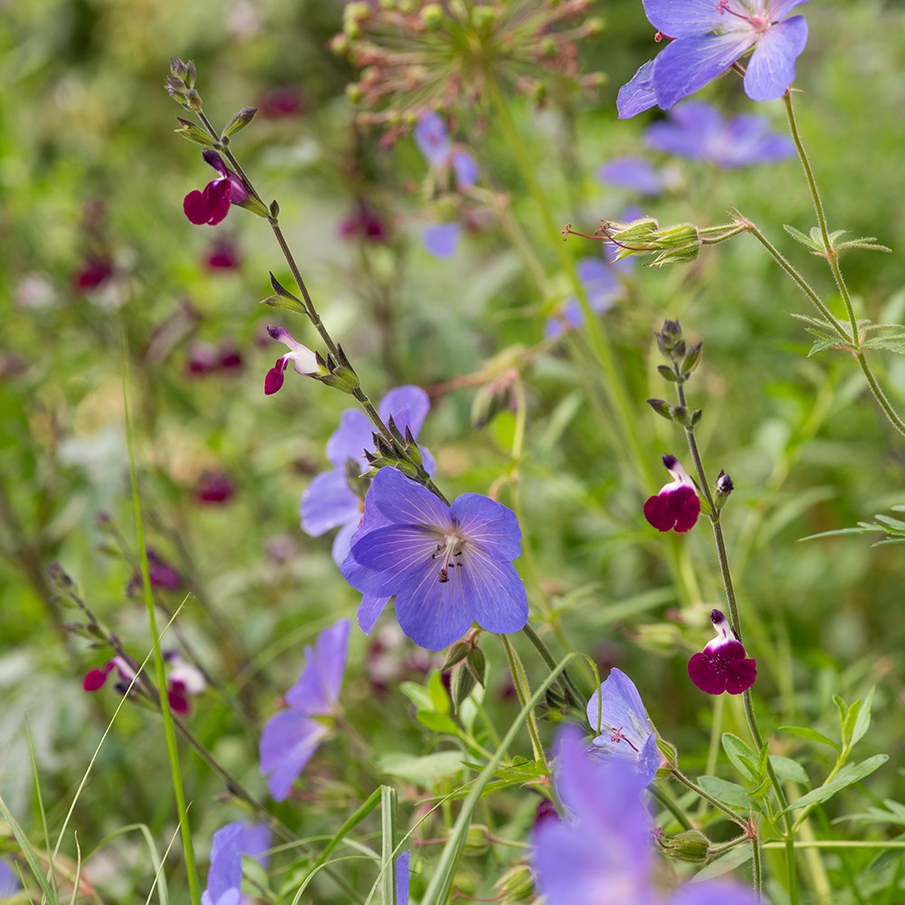 <i>Salvia</i> <b class=small-caps>Amethyst Lips</b> ('Dyspurp') (PBR)