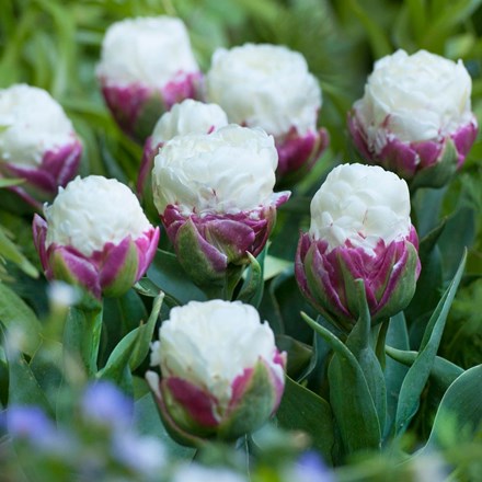 Tulipa Ice Cream