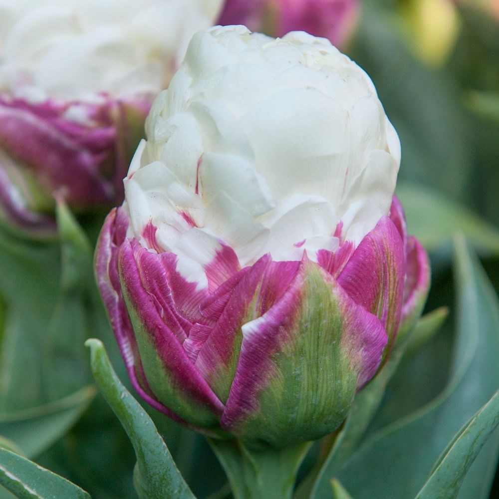 <i>Tulipa</i> 'Ice Cream'