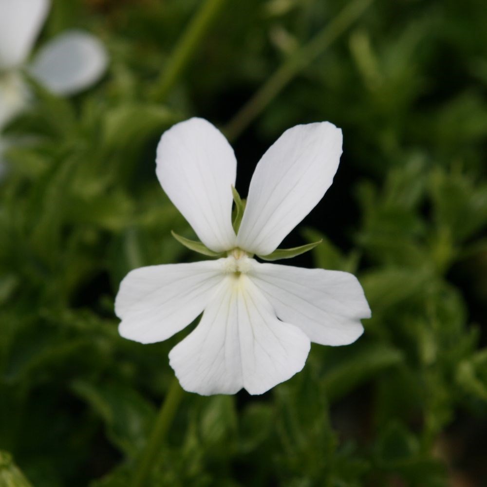 <i>Viola cornuta</i> 'Alba Group'