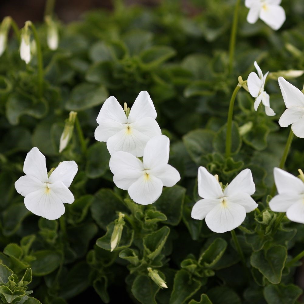<i>Viola cornuta</i> 'Alba Group'