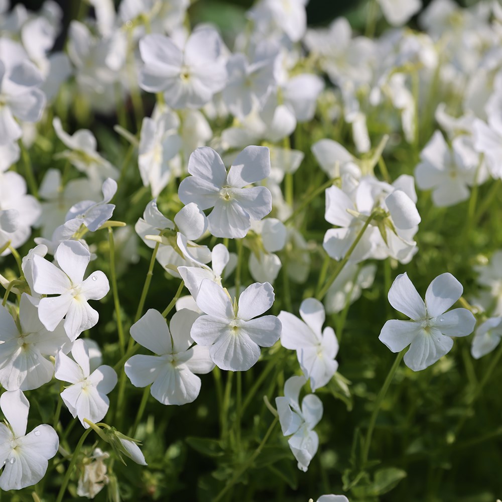 <i>Viola cornuta</i> 'Alba Group'