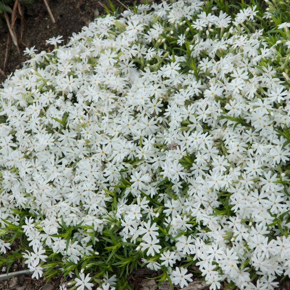 <i>Phlox subulata</i> 'Snowflake'