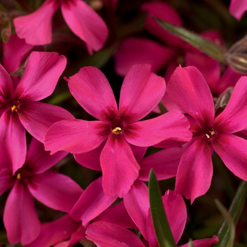 <i>Phlox subulata</i> 'Scarlet Flame'