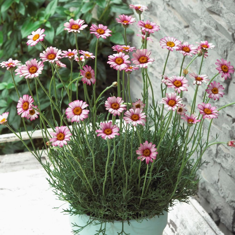 <i>Rhodanthemum</i> 'Marrakech' (Atlas Daisy Series) (PBR)