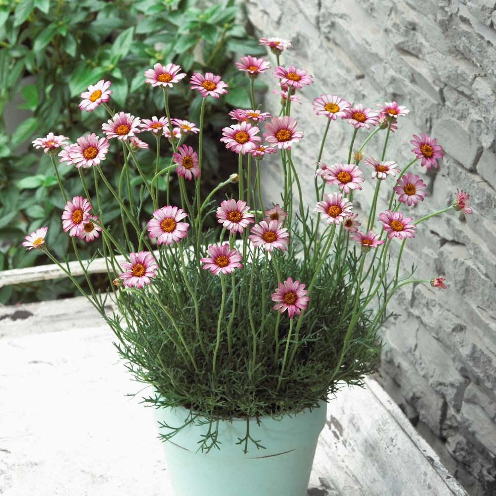 <i>Rhodanthemum</i> 'Marrakech' (Atlas Daisy Series) (PBR)