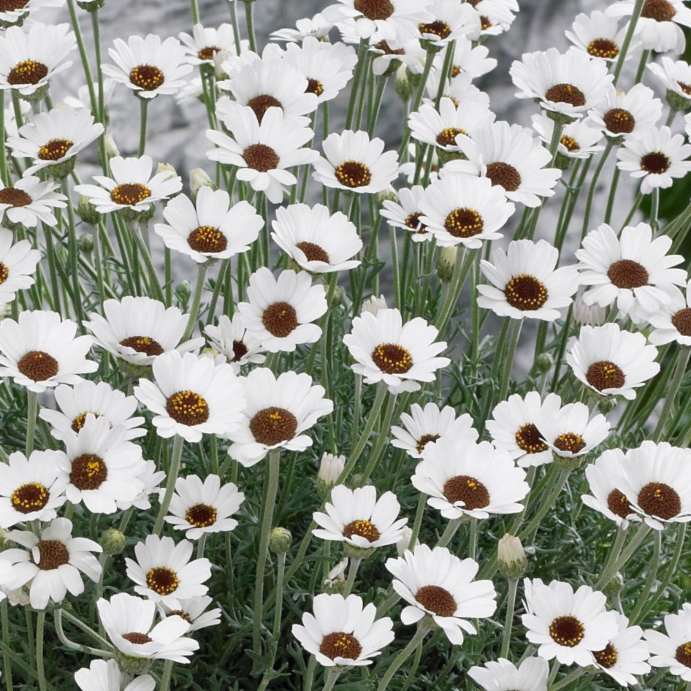 Rhodanthemum 'Casablanca' (Atlas Daisy Series) (PBR)