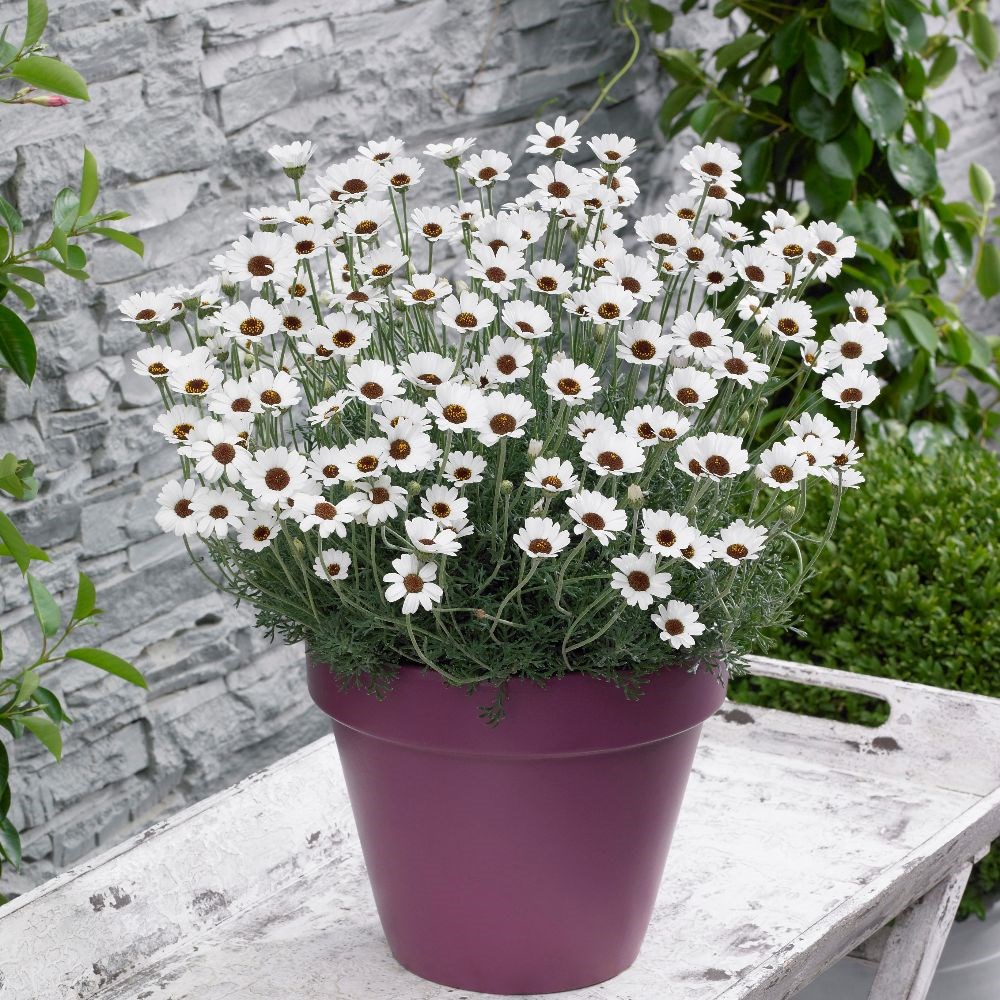 Rhodanthemum 'Casablanca' (Atlas Daisy Series) (PBR)