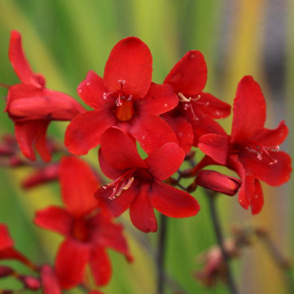 <i>Crocosmia</i> 'Hellfire'