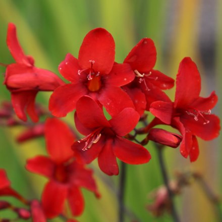 Crocosmia Hellfire