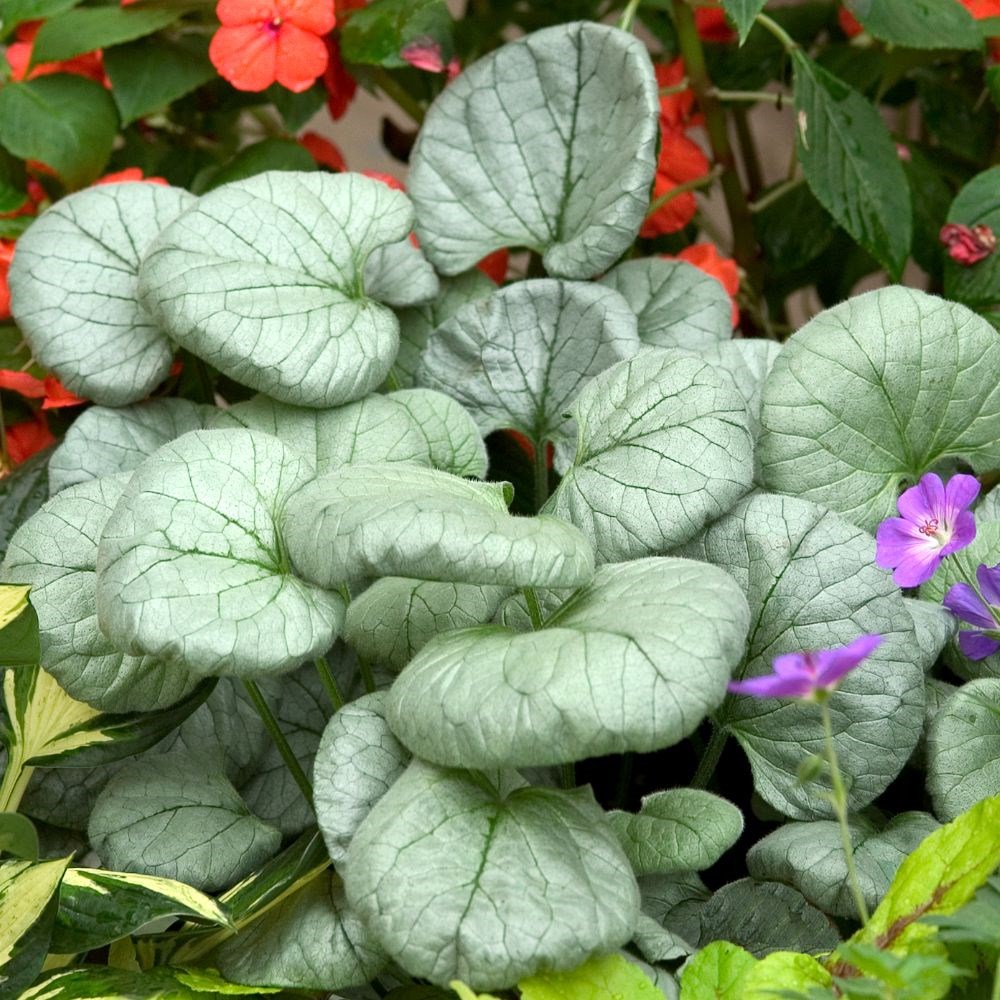 <i>Brunnera macrophylla</i> 'Looking Glass' (PBR)