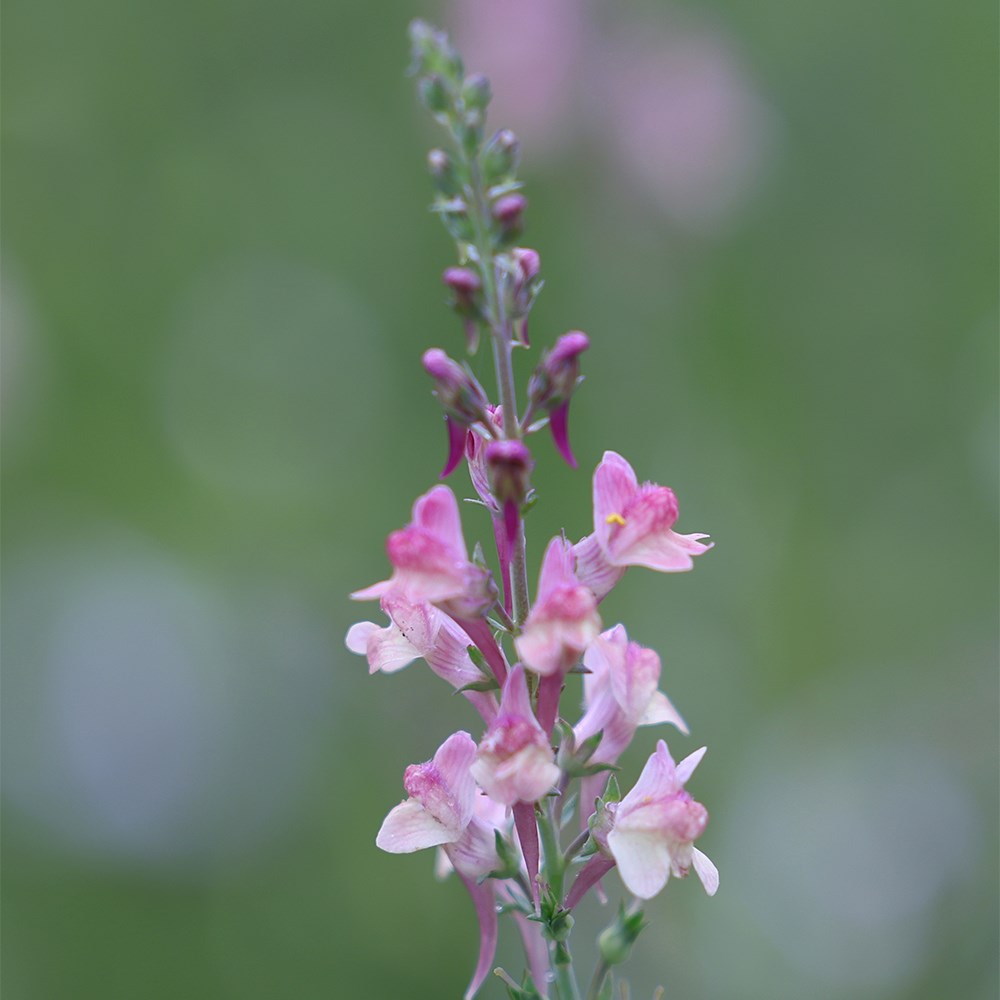 <i>Linaria</i> 'Peachy'