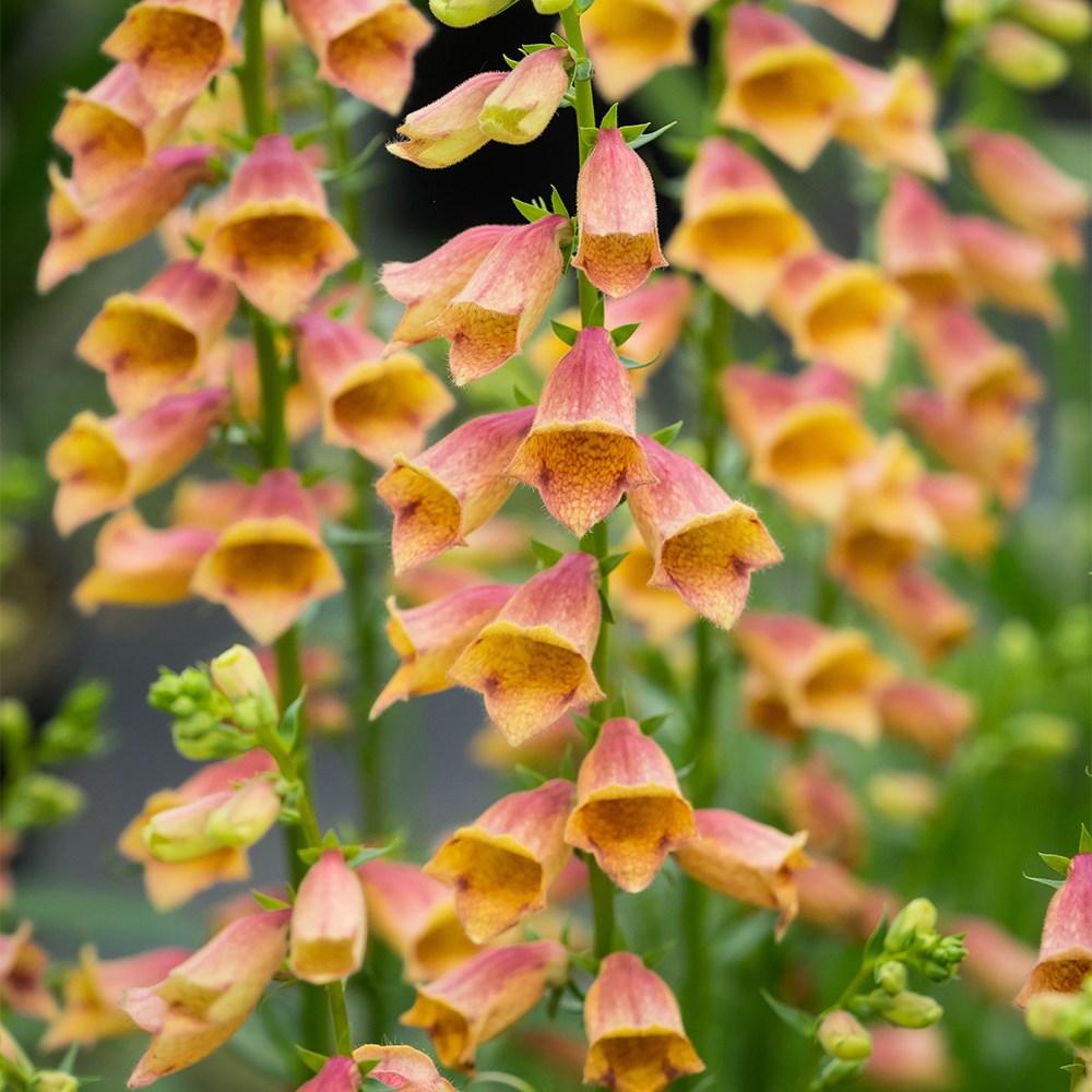 <i>Digitalis</i> <b class=small-caps>Goldcrest</b> ('Waldigone') (PBR)