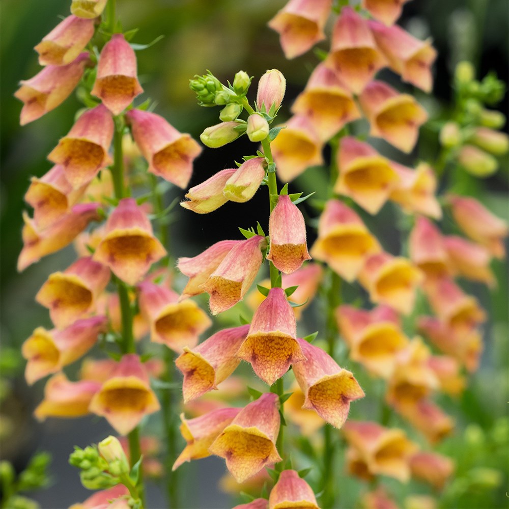 <i>Digitalis</i> <b class=small-caps>Goldcrest</b> ('Waldigone') (PBR)